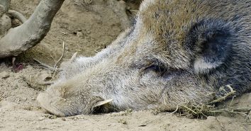 Wildschwein Wildbret ASP cb