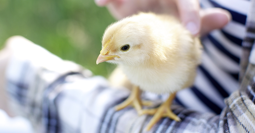 Kueken Innovationspreis Tierwohl cb