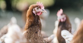 Transgourmet Bruderhahn Aufzucht