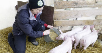 Ponnath Tierschutz Schweine