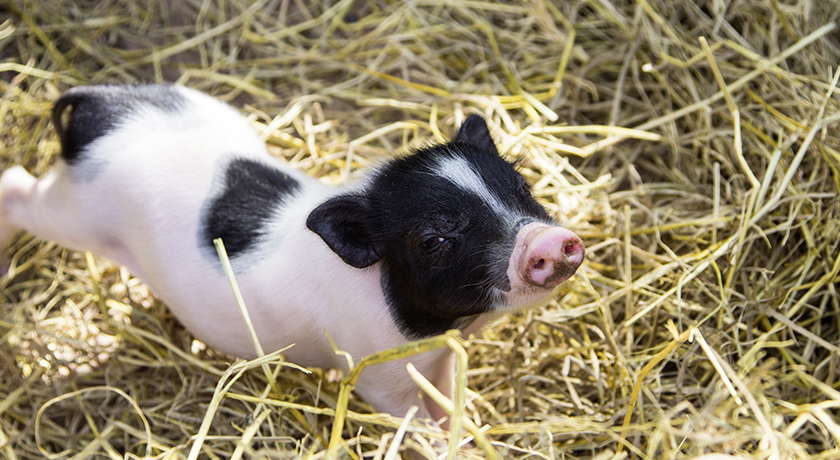 Strohschweine