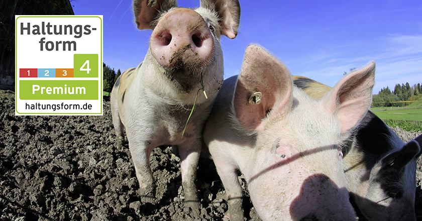 Schweine Haltungsform Kennzeichnung