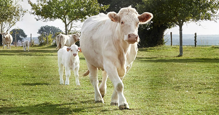 Charoluxe Rindfleisch Frankreich