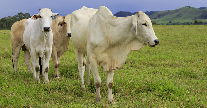 Brasilien Viezucht Rind, Sklaverei